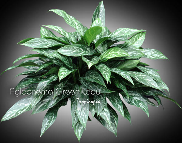 Aglaonema - Aglaonema Green Lady - Aglaonema - Chinese Evergreen